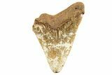 Serrated, Juvenile Fossil Megalodon Tooth From Angola - Unusual Location #258572-1
